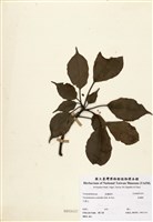 藏品(昆欄樹)的圖片